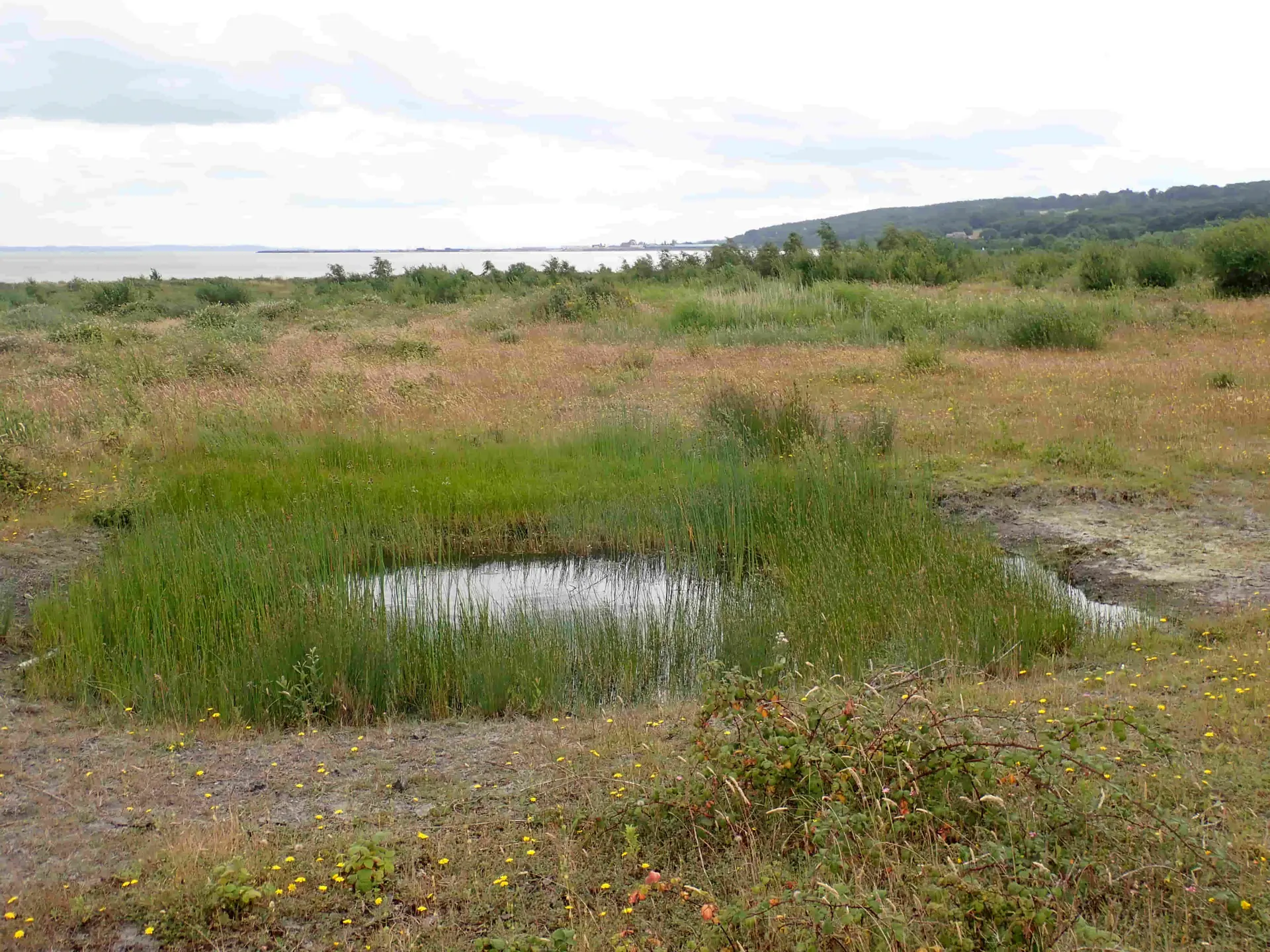 Manmade pond on a post-industrial site at Bettisfield Colliery